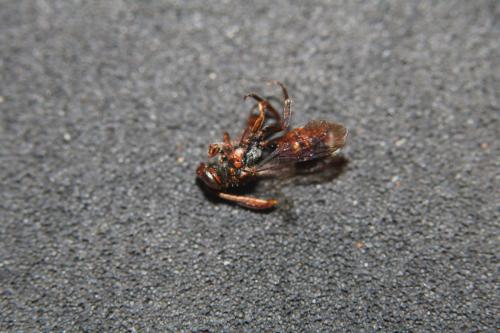 Réf. 316 977 : Nomada flavoguttata